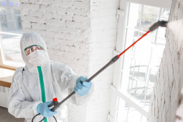 Best Black Mold Removal  in Hardeeville, SC